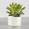 White Minimal Ceramic succulent cactus planter with gold line White Minimal Ceramic succulent cactus planter with gold line