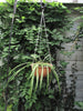 Large Hanging planter terracotta unglazed modern Urban Garden gardening Bowl