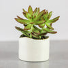 White Minimal Ceramic succulent cactus planter with gold line