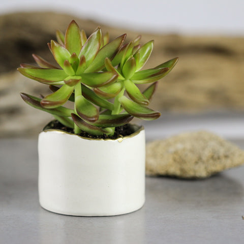 White Minimal Ceramic succulent cactus planter with gold line