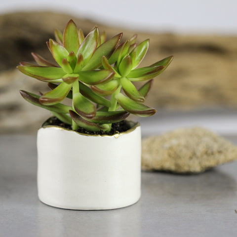 large white succulent planter White Minimal Ceramic succulent cactus planter with gold line by Marietta Theodorou-LeMieux