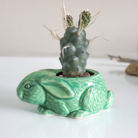 Lucky rabbit ceramic planter in mint green