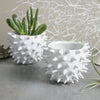 Mini Planter White Spiky Urchin Bowl Ceramic Modern Minimalist Pottery Ceramic Succulent Planter