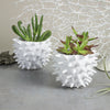 Mini Planter White Spiky Urchin Bowl Ceramic Modern Minimalist Pottery Ceramic Succulent Planter