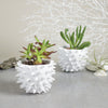 Mini Planter White Spiky Urchin Bowl Ceramic Modern Minimalist Pottery Ceramic Succulent Planter