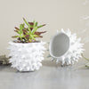 Mini Planter White Spiky Urchin Bowl Ceramic Modern Minimalist Pottery Ceramic Succulent Planter