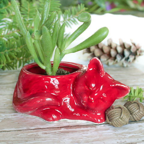 Ruby Red Kitty planter