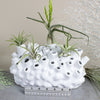 Coral Branch Bud Vase, White Ceramic Modern Minimalist Seaside Vase