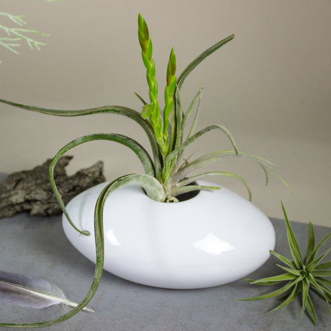 White Ceramic Oval Vase, Choose Size