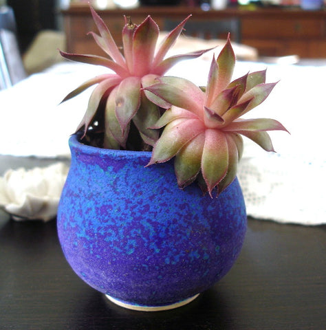 Ceramic Planter succulent planter Garden decor Velvet Purple